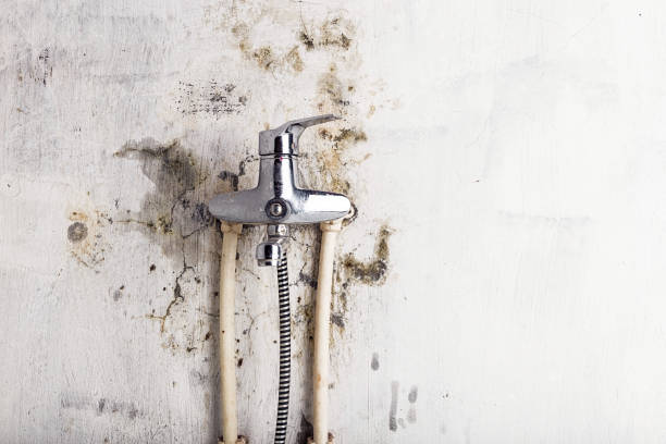 Best Mold Testing  in New Holland, PA