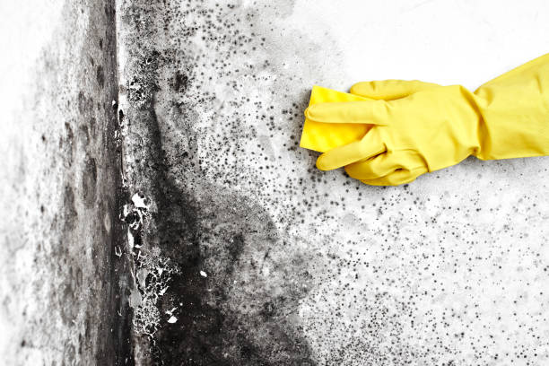 Best Crawl Space Mold Removal  in New Holland, PA