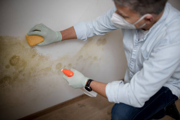 Best Mold Damage Repair  in New Holland, PA