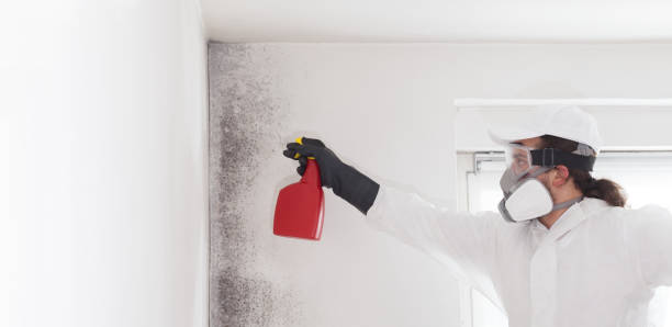 Best Affordable Mold Removal  in New Holland, PA