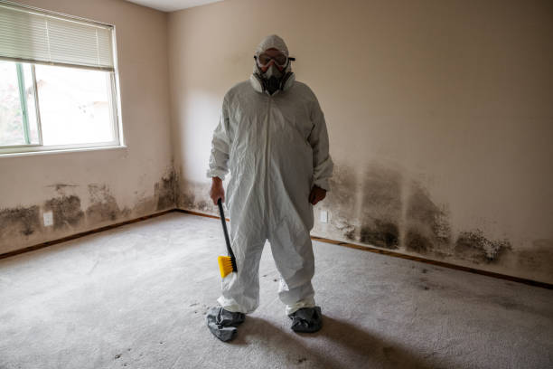 Best Certified Mold Removal  in New Holland, PA